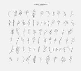 Floral branch. Hand drawn wedding herb, homeplant with elegant leaves for invitation save the date card design. Botanical rustic