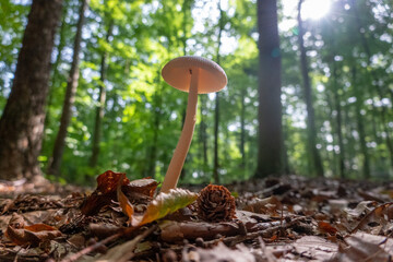 Pilz mushroom