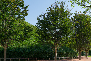 Rows of Parrotia persica or Persian ironwood trees around evergreen walls of mirror maze in Public...