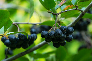 Black Chokeberry (Aronia melanocarpa) with dark purple black fruit. Close-up of Black Chokeberry berries with fresh leaves on blurred green background. Nature background concept. Place for your text