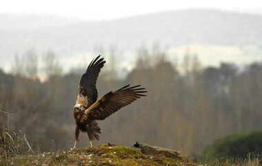 aguila lagunero en la nieve