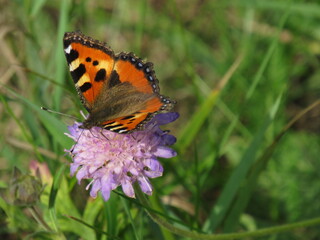 Fototapeta premium butterfly on flower