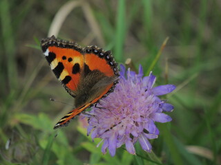 Obraz premium butterfly on flower