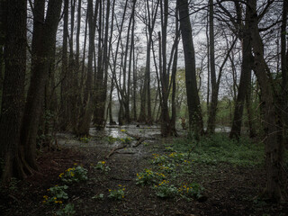 Deep swamp with unique atmosphere and fog beneath the trees.