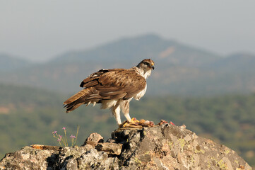 aguila perdicera en tierras extremeñas.España
