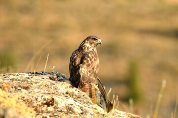aguila ratonero con presa