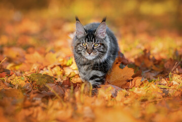Maine coon cat walking outdoors in autumn - 455928630