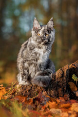 Maine coon cat sitting on a tree stump in autumn © Rita Kochmarjova