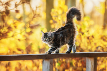 Maine coon cat walking on the railings in autumn