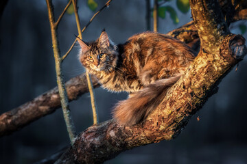 Maine coon cat sitting on the tree