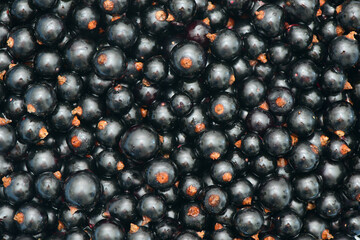 Background of lying ripe juicy black currant berries