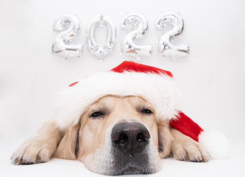 Christmas Rescue Dog Graphics 2022 16,503 Best Merry Christmas Dog Card Images, Stock Photos & Vectors | Adobe  Stock