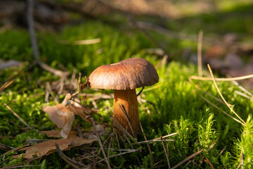 Bay bolete, imleria badia, boletus badius mushroom growing in the moss. Edible, tasty, delicious mushroom. Early autumn in polish forest, mushroom picking season. Natural background. 
