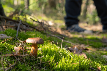 Bay bolete, imleria badia, boletus badius mushroom growing in the moss. Edible, tasty, delicious mushroom. Early autumn in polish forest, mushroom picking season. Natural background. 
