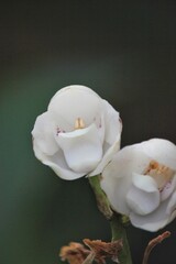 Bright white orchid growing in the flower garden.