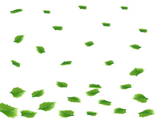 Green leaves isolate on white background. Copy space for your text, business,card.