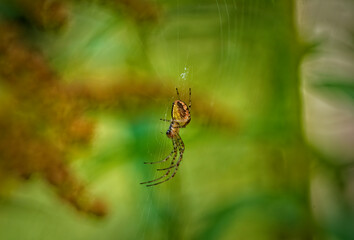 spider on the web