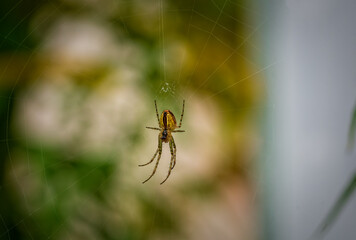 spider on the web