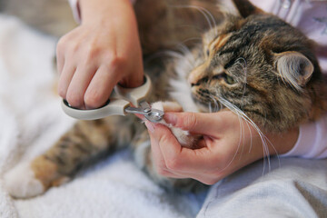 care of cat's claws. Nail clipping.