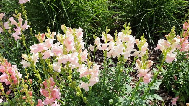 Antirrhinum majus 'The Rose' a spring summer flowering plant with a pink summertime flower commonly known as snapdragon, video footage clip