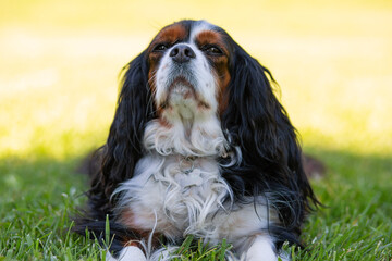 A Cavalier King Charles Spaniel dog outdoor