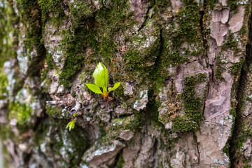 young sprout with green leaves on the background of a tree trunk close up
