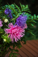 Colorful aster flowers bouquet on wooden rustic table in garden. Countryside natural lifestyle concept.