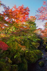 Autumn leaves in a mossy Japanese garden