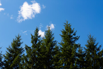 forest, Finland