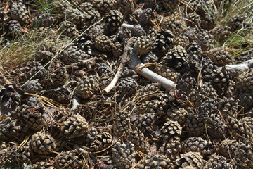 Pinus sylvestris Pine cones on ground