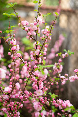 Obraz premium pink cherry blossom in spring