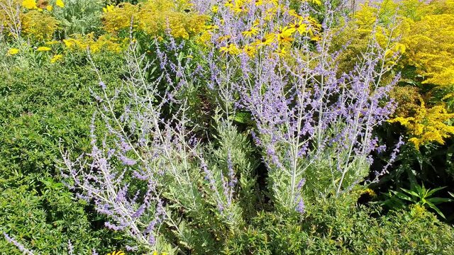 Perovskia 'Blue Spire' a late summer flowering plant with a blue purple summertime flower in July and August and commonly known as Russian Sage, video footage clip