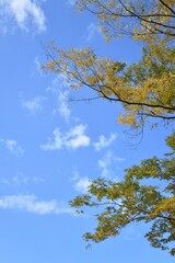 blue sky and yellow leaves 