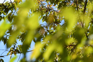 yellow leaves in autumn season