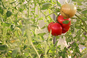 tomatoes in the garden