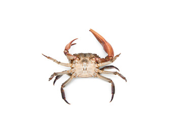 Ricefield crabs isolated on white background.