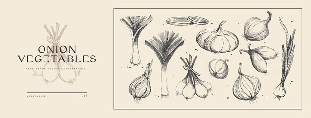 Large set of hand-drawn onions of different shapes and varieties. Vegetables. Farm market product. Organic food concept. Can be used for your design, menu, label. Vintage botanical illustration. - obrazy, fototapety, plakaty