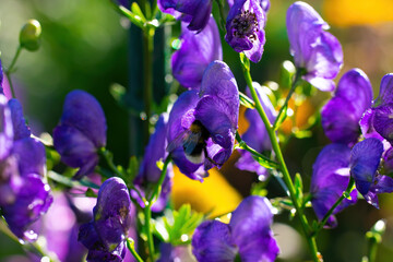 Flowers of an Akonite (Aconitum variegatum)
