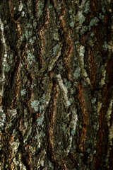 Natural background Old birch tree bark embossed texture with patterns