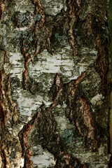Natural background Old birch tree bark embossed texture with patterns