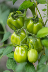 green tomatoes on the vine