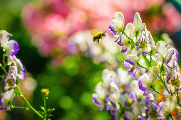 Flowers of an Akonite (Aconitum variegatum)