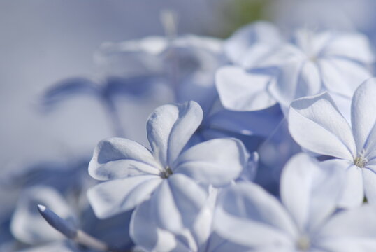 CELESTINA. PLUMBAGO AURICULATA