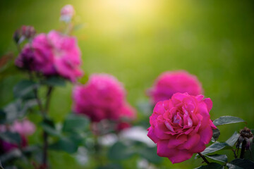 Rose flower on a green blurred background.
