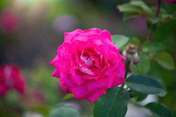 Rose flower on a green blurred background.