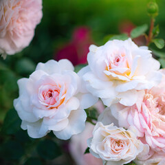 Blooming white rose in spring garden