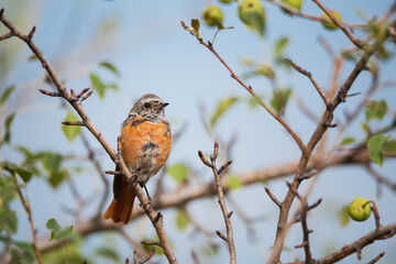 Cute Common redstart sitting on tree branch
