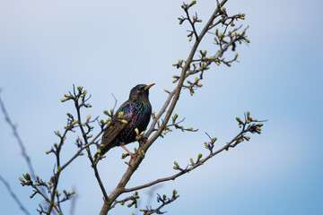 Single Common starling sitting on spring tree branch