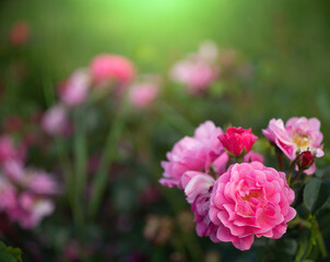Rose flower on a green blurred background.