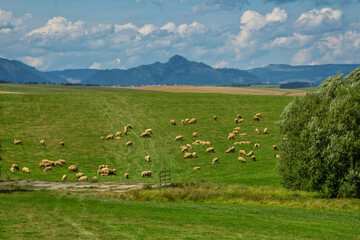 Fototapeta na wymiar Beautiful summer landscape with green grass on the meadow, herd of grazing sheep and mountains on the horizon. 